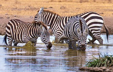 Fototapeta na wymiar Three Zebras 