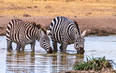 Fototapeta na wymiar Two plains Zebra (Equus quagga) drink water at waterhole in Ol Pejeta Conservancy, Kenya, East Africa. Black and white striped wildlife seen on African safari holiday