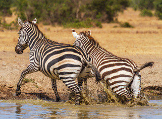 Fototapeta na wymiar Two zebras jump quickly from waterhole splashing water 