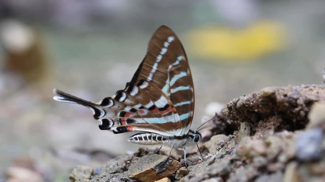 Butterfly,Spot Swordtail, Graphium nomius