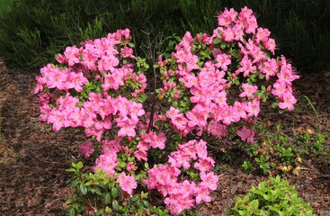 Fototapeta premium pink flowers and buds of rhododendron bush close up