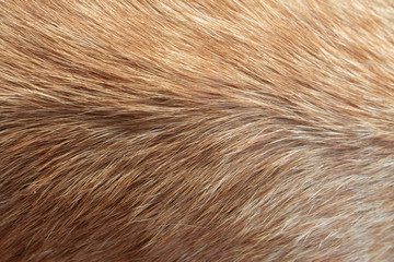 Hair animal color: It is hair of cat