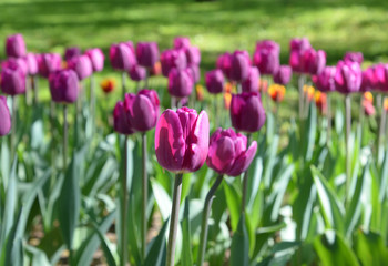 Blossoming tulips closeup.