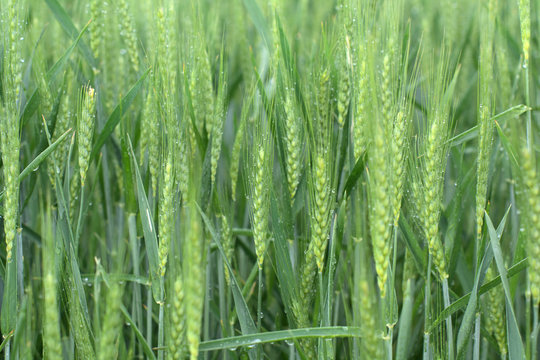 ears of corn,field, wheat, green, agriculture,plant, crop,grain, food, cereal,corn, rural,