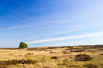 Landscape in National Park Hoge Veluwe in the Netherlands.