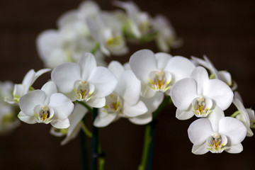 Naklejka na ściany i meble Beautiful white orchid - phalaenopsis