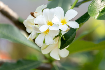 Obraz na płótnie Canvas bouquet white plumeria on blur background