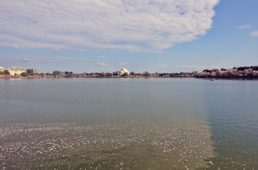 WASHINGTON, DC -6 APRIL 2019- View of the Thomas Jefferson Memorial, a landmark monument by the Tidal Basin during the cherry blossom season in the nation’s capital.