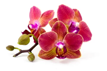 Fotobehang Mooie kleurrijke orchidee - phalaenopsis - witte achtergrond © Mira Drozdowski
