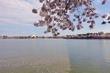 WASHINGTON, DC -6 APRIL 2019- View of the Thomas Jefferson Memorial, a landmark monument by the Tidal Basin during the cherry blossom season in the nation&rsquo;s capital.