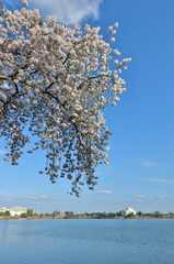 WASHINGTON, DC -6 APRIL 2019- View of the Thomas Jefferson Memorial, a landmark monument by the Tidal Basin during the cherry blossom season in the nation’s capital.