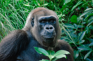 Gorilla at the zoo portrait