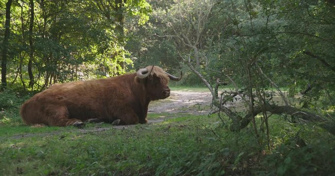 Large scottish highlander bull lying in a forrest and chewing grass