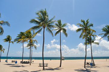 Fototapeta na wymiar Palm trees on the beach in mid day sun