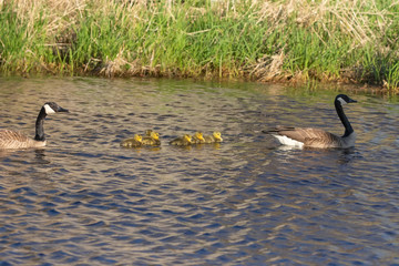 Canada geese swimming with thier goslings on the river.Nature scene from Wisconsin.