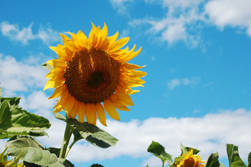 Moldovan Sunflower 