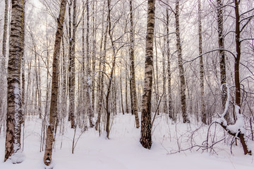 Birch grove in the winter in the snow. White trees. Trees in the snow. Snow picture. Winter landscape grove of white trees and snow.