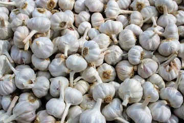 Bunch of white garlic