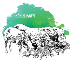 Flock of sheep. Drawing by hand in vintage style. Wool yarn.