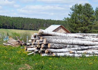 a large pile of birch firewood lying in the middle of the countryside in the summer in the grass