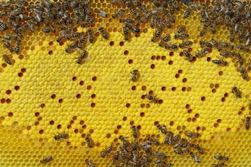 Bees on honeycomb with brood cells background