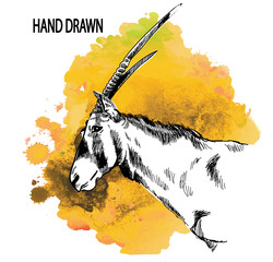 Antelope Oryx. Drawing by hand in vintage style. Head, hunting trophy. African animals.