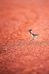 First steps of a little bird into the wild.