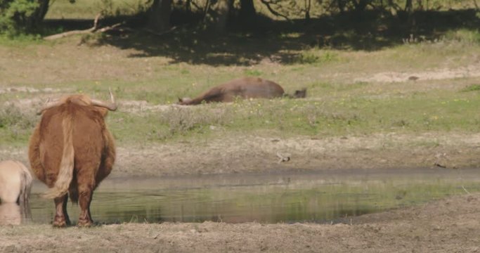 A large scottisch higlander standing in an open spot in a forrest. He is standing in a small pond to keep cool and is eating waterplants 