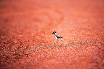 Red-wattled Lapwing chick taking first steps on the red dirt.