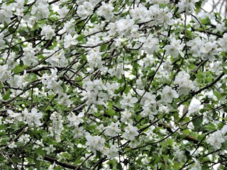 white flowers of a tree in spring