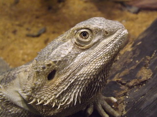 Obraz premium Pogona