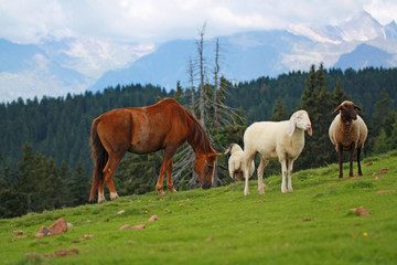 Horse is grazing between sheeps in the meadow with mountain landescape in the background