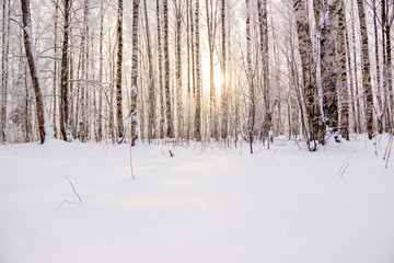 Fototapeta premium Birch grove in the winter in the snow. White trees. Trees in the snow. Snow picture. Winter landscape grove of white trees and snow.