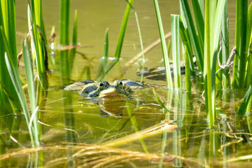 A large green frog sits in the marsh.