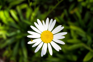 Obraz premium Margarida