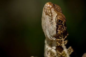 Lizard is posing on a cactus prickly pear
