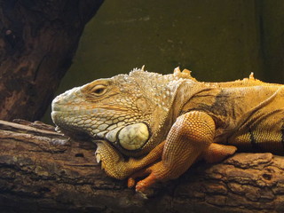 Iguana
