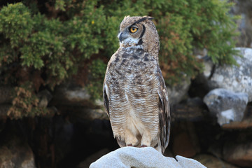 Great horned owl sitting on rock look to front