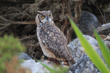 Great horned owl sitting on rock look backwards