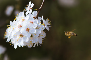 Pszczoła lata blisko kwitnących kwiatów na wiosnę