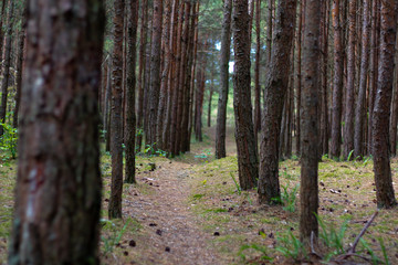Ścieżka biegnąca przez las sosnowy nad morzem