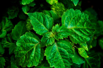Close up of Pogostemon cablin patchouli plant leaves from abovewith deep shadows. Member of the mint/ deadnettle family. Used in aromatherapy, perfume, and incense.