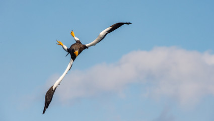 Adult Steller's sea eagle in flight dive. Blue sky background. Scientific name: Haliaeetus pelagicus. Sky background. Natural Habitat.