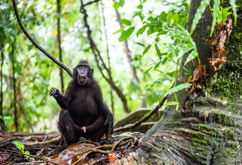 The Celebes crested macaque in the forest.  Crested black macaque, Sulawesi crested macaque, or the black ape. Natural habitat. Sulawesi Island. Indonesia.