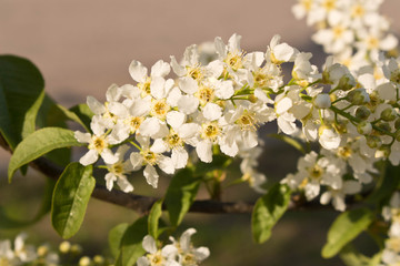 Obraz na płótnie Canvas Flowering cherry. The concept of spring. Blossoming garden. Selective focus.
