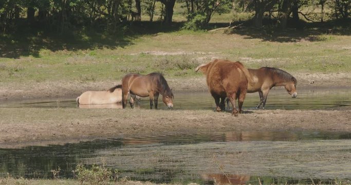 A large scottisch higlander standing in an open spot in a forrest. He is standing in a small pond to keep cool and is eating waterplants, wild horses join the party. 