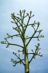 Top of tall agave century plant flower stalk with thick branches against sky. This plant is a member of the asparagus family.