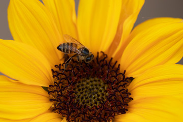 bee on yellow sunflower