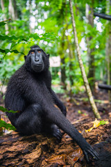 The Celebes crested macaque in the forest.  Crested black macaque, Sulawesi crested macaque, or the black ape. Natural habitat. Sulawesi Island. Indonesia.