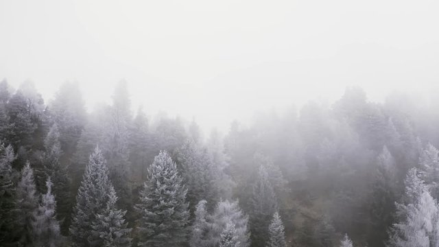 Snowy pine woods forward aerial in cloudy bad weather.Foggy mountain forest with ice frost covered trees in Winter drone flight establisher.